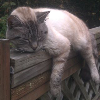 tlm, our CEO, a cat resting on a fence